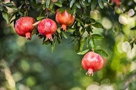 Pomegranate Wonderful